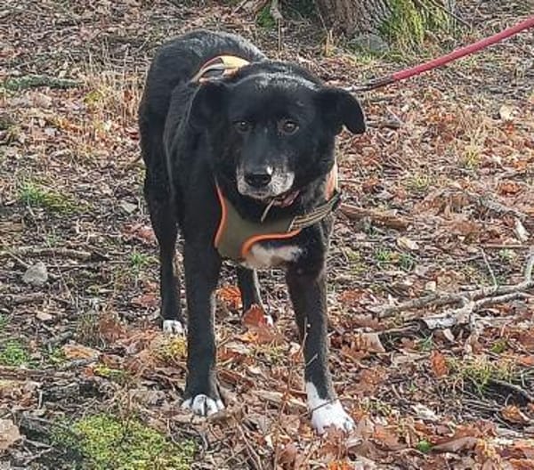 Seniorin Coco möchte endlich ankommen