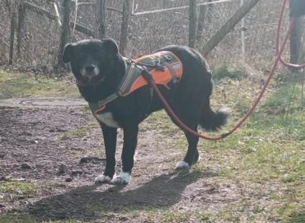 Seniorin Coco möchte endlich ankommen