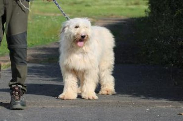 Rohin - sehr zutraulich u. freundlich