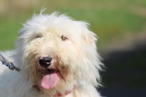 Rohin - sehr zutraulich u. freundlich