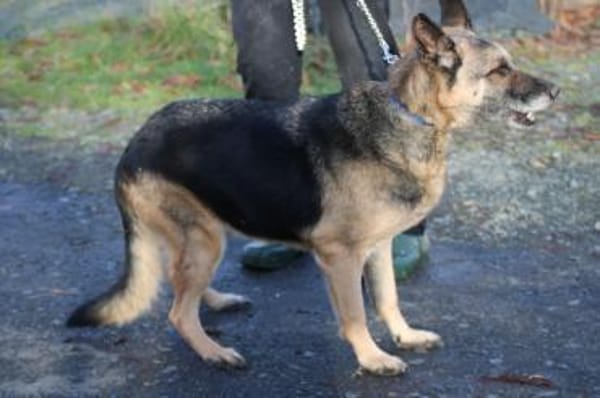 Ojade - kinderlieb u. sehr zutraulich