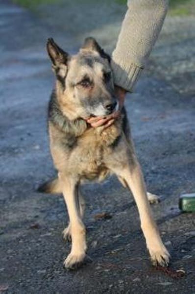 Ojade - kinderlieb u. sehr zutraulich