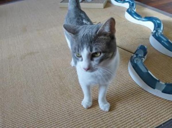 Niedlicher Benny möchte Ihr Herz erobern