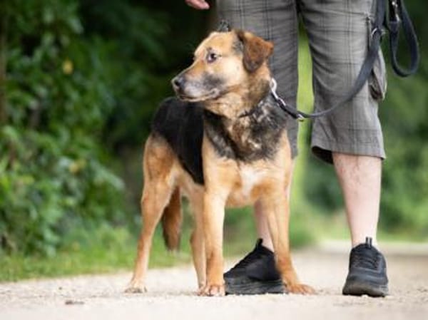 Mino sucht ruhiges Einzelzuhause