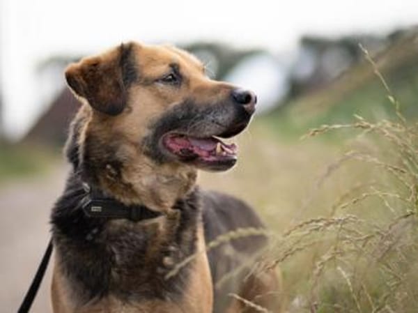 Mino sucht ruhiges Einzelzuhause