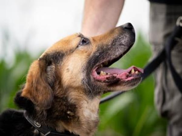 Mino sucht ruhiges Einzelzuhause