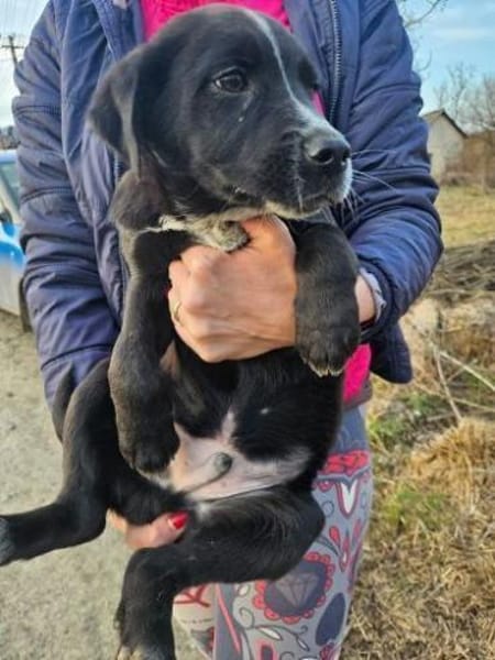 Hundebub ATOS sucht Familie