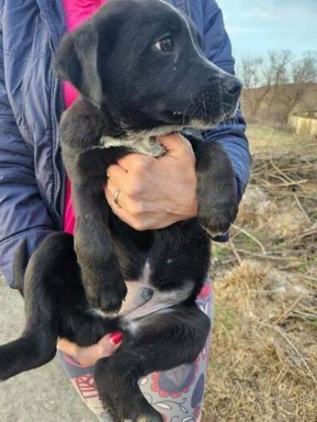 Hundebub ATOS sucht Familie