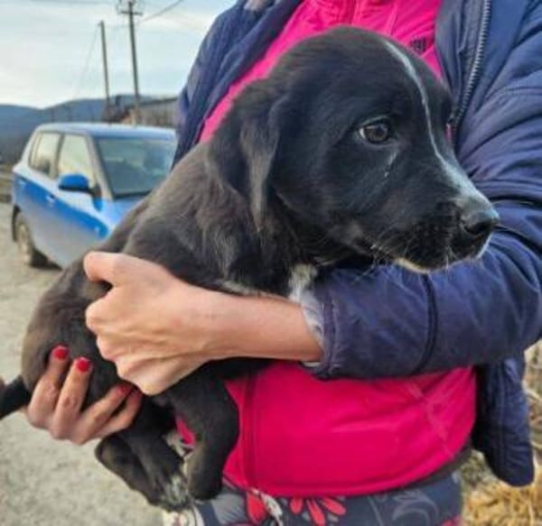 Hundebub ATOS sucht Familie