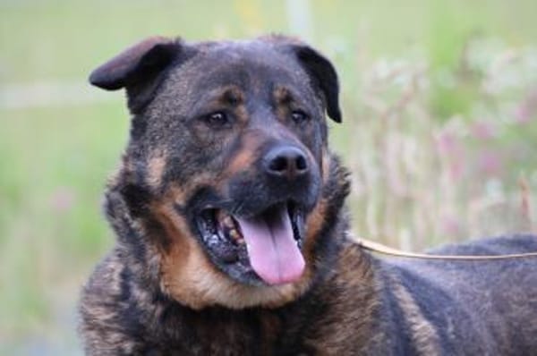 Yona - ein echter Prachtkerl!