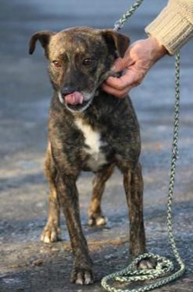 Gustav - fröhlich u. verspielt