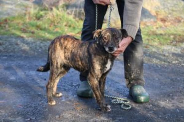 Gustav - fröhlich u. verspielt