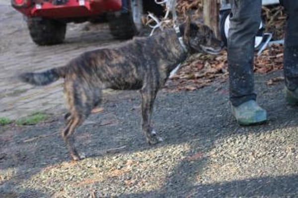 Gustav - fröhlich u. verspielt