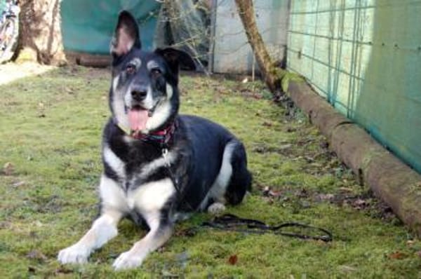 BAILEY BOY - folgsam und intelligent