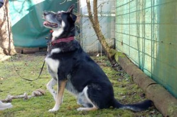 BAILEY BOY - folgsam und intelligent