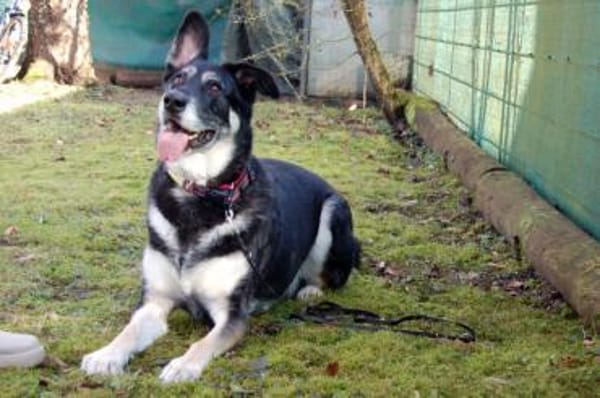 BAILEY BOY - folgsam und intelligent