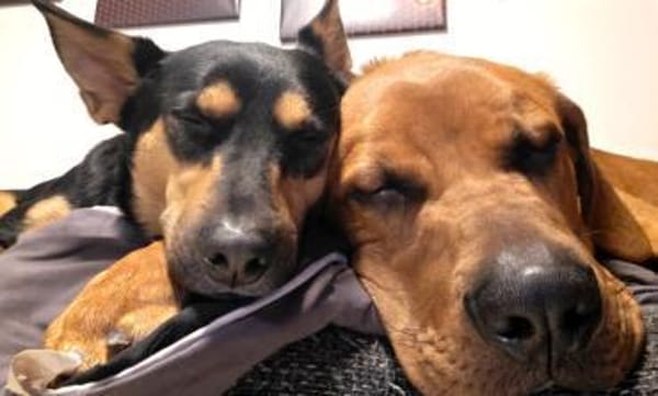 CADILLAC - verspielt und neugierig