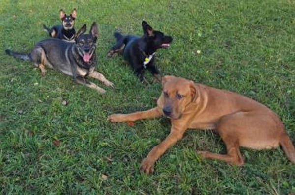 CADILLAC - verspielt und neugierig