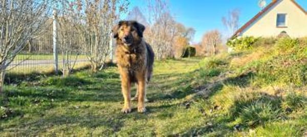 Senior Silas sucht seinen Ruhestand  ei