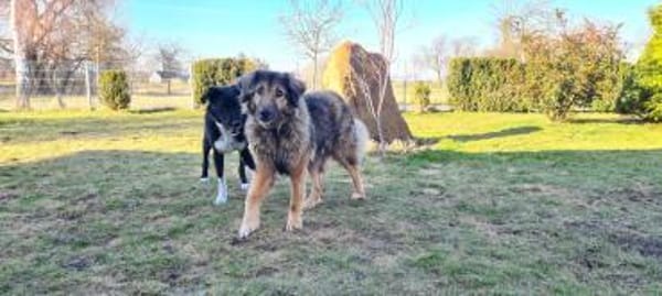 Senior Silas sucht seinen Ruhestand  ei