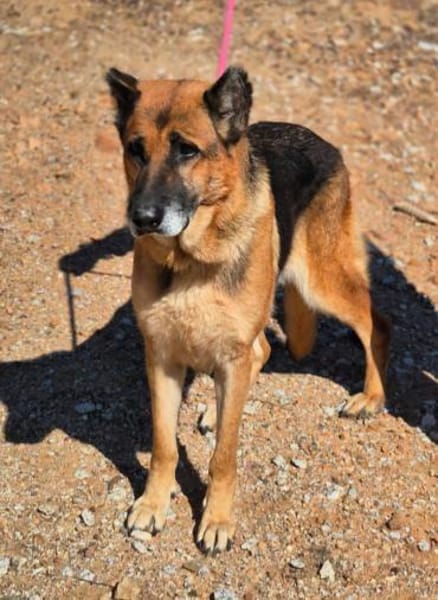 freundliche, ältere Schäferhündin