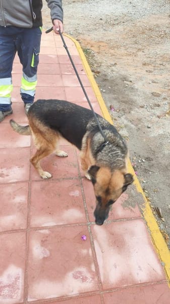 freundliche, ältere Schäferhündin