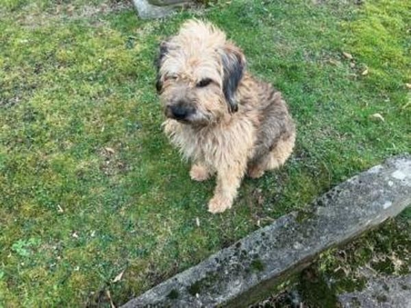 Yugo wartet auf seine Chance