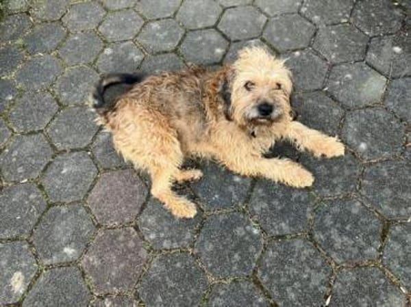 Yugo wartet auf seine Chance