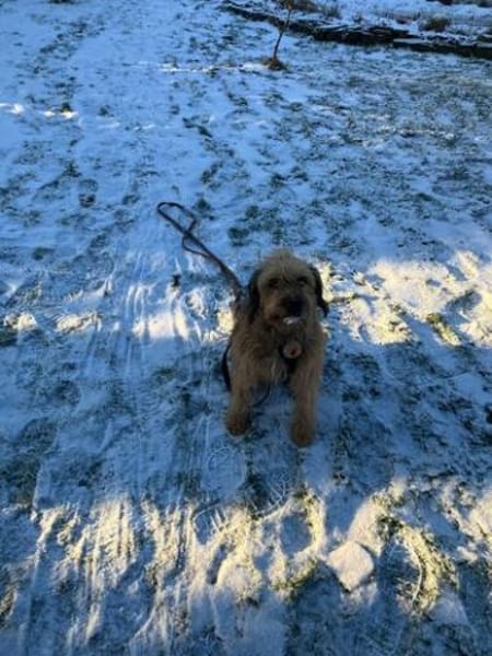 Yugo wartet auf seine Chance