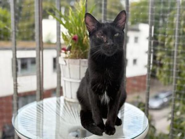 Kleiner Pirat Charly sucht Zuhause