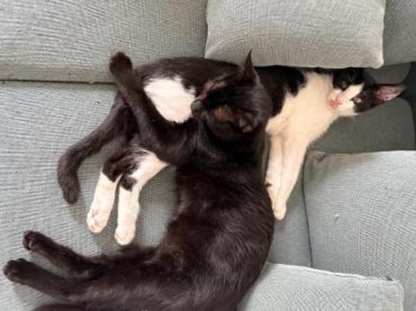 Kleiner Pirat Charly sucht Zuhause