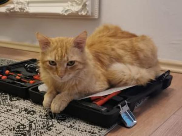 Wer gibt freundlichem Pepsi ein Zuhause?