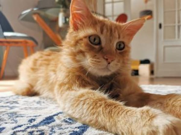 Wer gibt freundlichem Pepsi ein Zuhause?