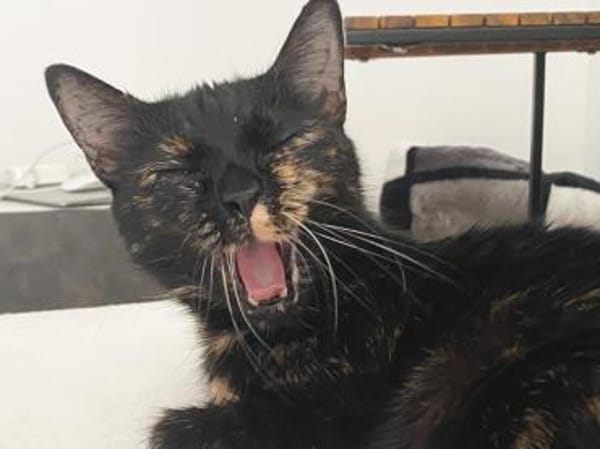 Verschmuste Bonnie sucht ihr Zuhause