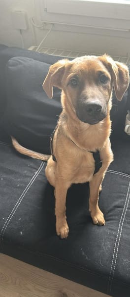 Brownie sucht ein Zuhause