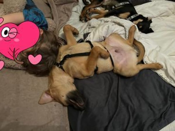 Brownie sucht ein Zuhause