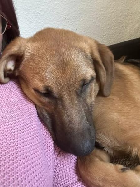 Brownie sucht ein Zuhause