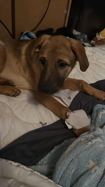 Brownie sucht ein Zuhause