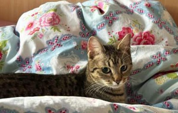 Chesire & Alice - Mutter-Tochterduo