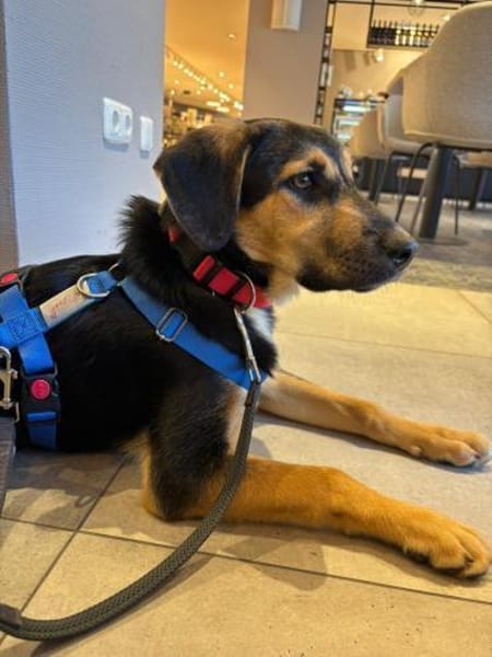 Hazel wartet in 65462 Ginshheim-Gustavs.