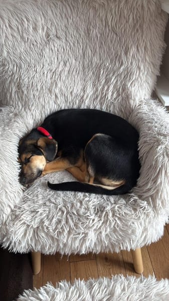 Hazel wartet in 65462 Ginshheim-Gustavs.