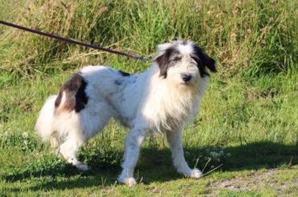 Muri - hübscher Wuschelrüde