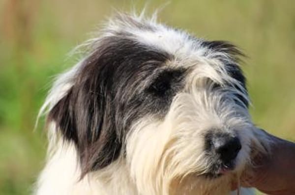 Muri - hübscher Wuschelrüde