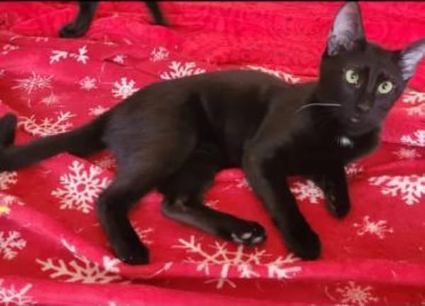 Tom & Ruby Tolle Lackfellchen