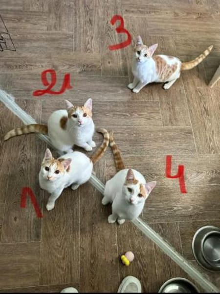 Copper & Monchi Verspieltes Dreamteam