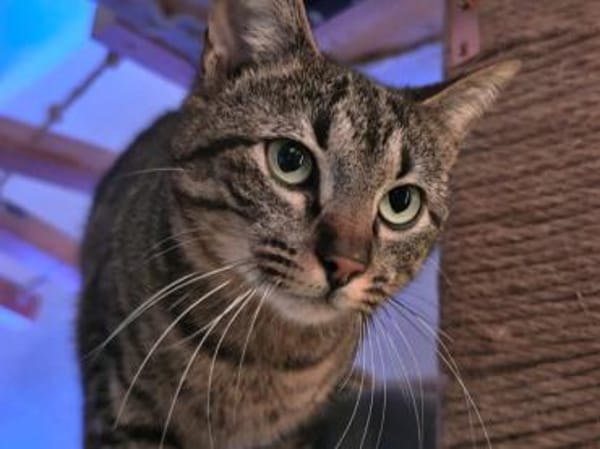 Morris sucht entgültiges Zuhause