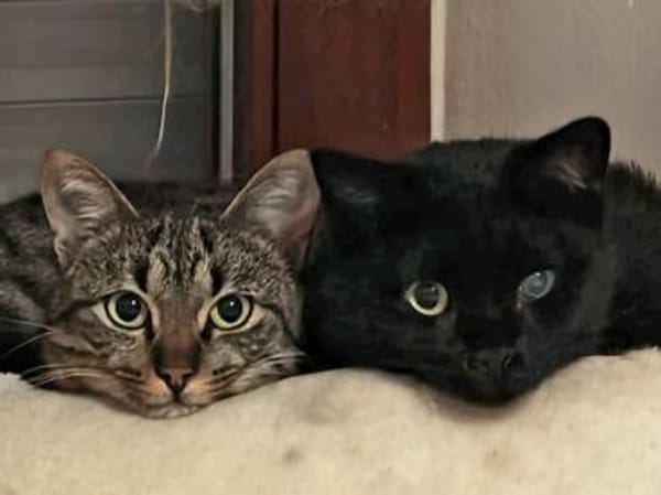 Morris sucht entgültiges Zuhause