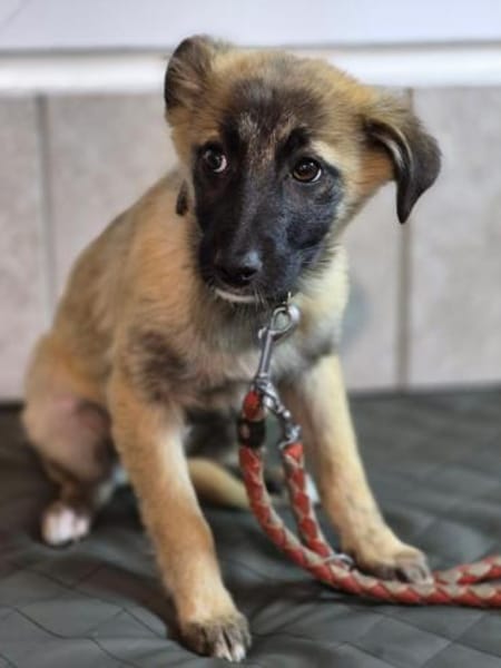 Wunderschöne Mavi sucht ihr Glück: Mavi