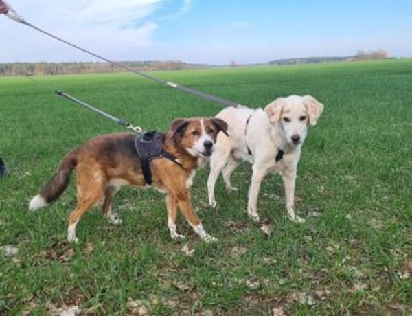 Zauberhafter Jimmy sucht ein Zuhause