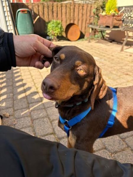 Frieda, mega lieb, sanfte Hündin